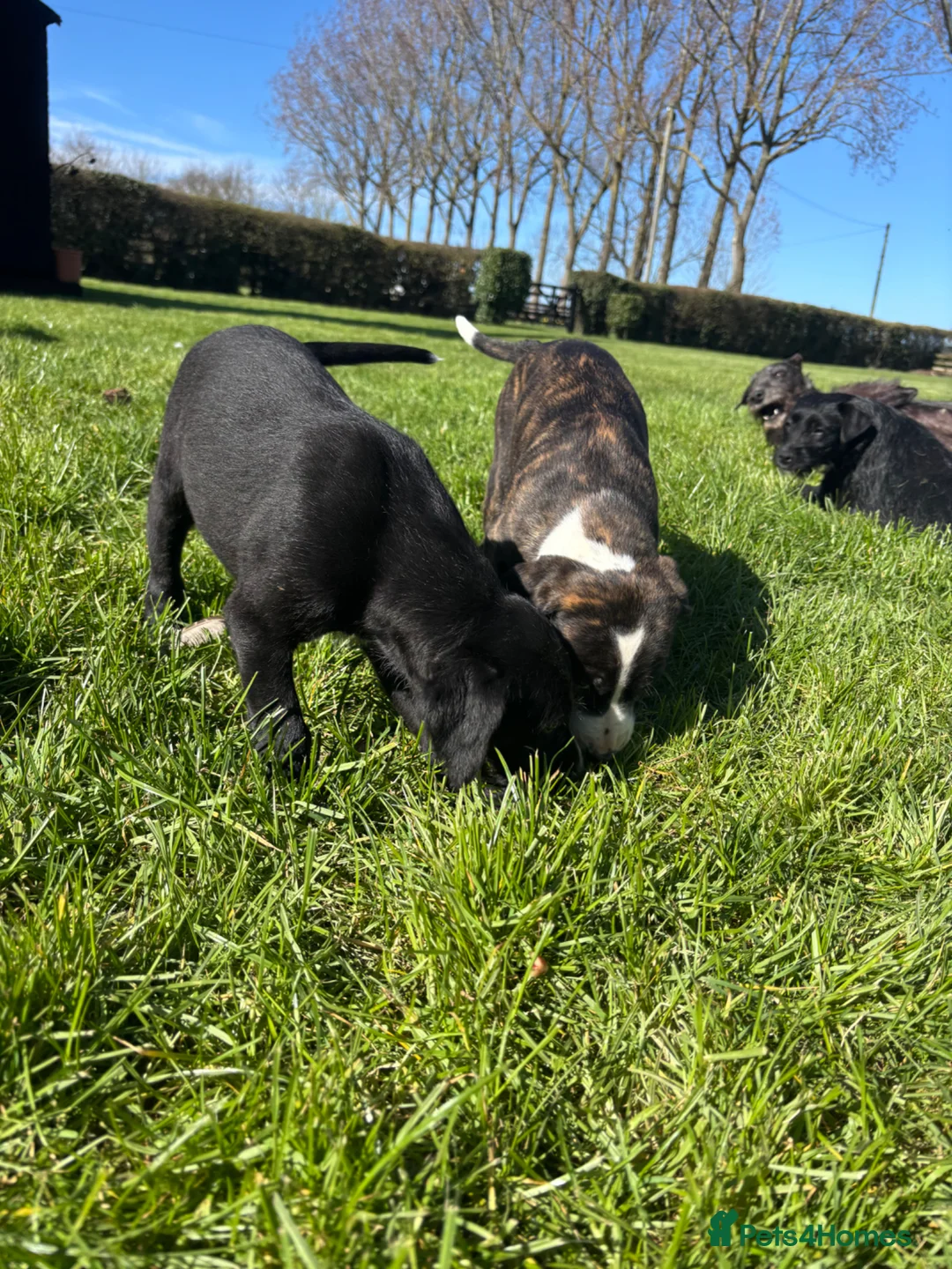 Mixed Breed dogs for sale: Very sweet lurcher puppies ready for new homes!!  in Oakham - Advert 14