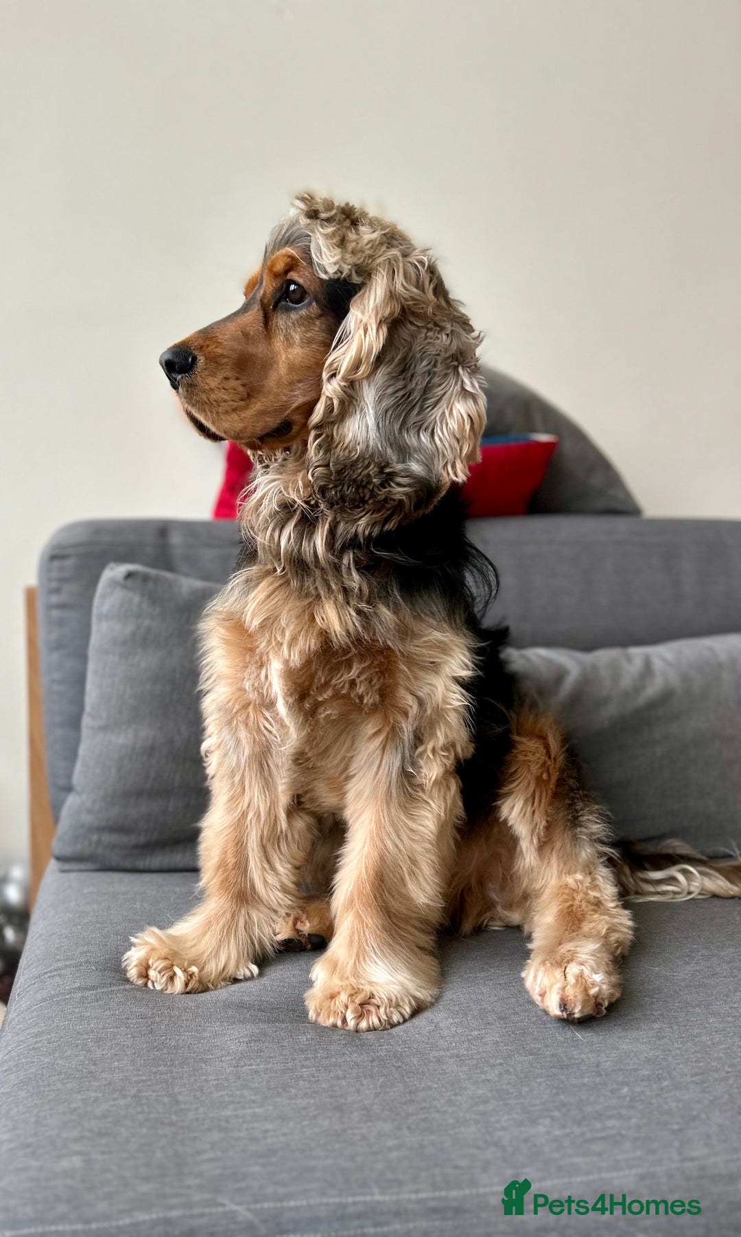 Cocker Spaniel dogs for stud: Beautiful Stud in Gloucester - Advert 10