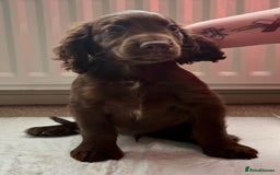 Cocker Spaniel dogs for sale: Top Working Line Cocker Spaniel Puppies in Bedlington - Image 3