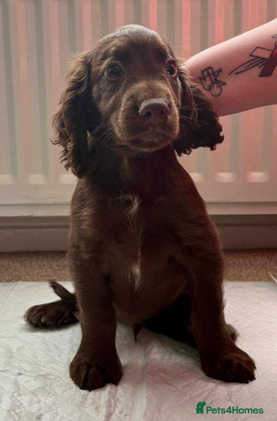 Cocker Spaniel dogs for sale: Top Working Line Cocker Spaniel Puppies in Bedlington - Image 3