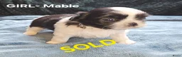 Shih Tzu dogs for sale: Shih tzus  in Derby - Advert 7