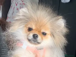 Pomeranian dogs Orange sable 😍🧸🤎✨ - Advert 11