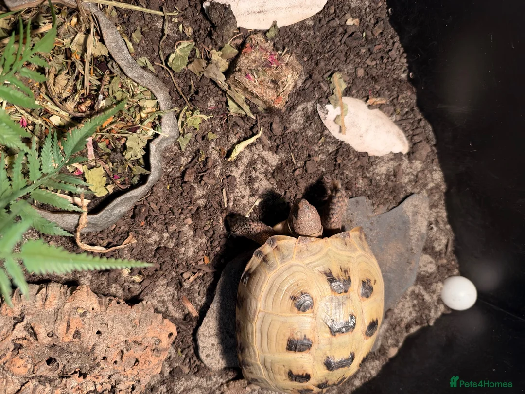 Tortoise reptiles for sale: Horsefield Tortoise  in Wantage - Advert 2