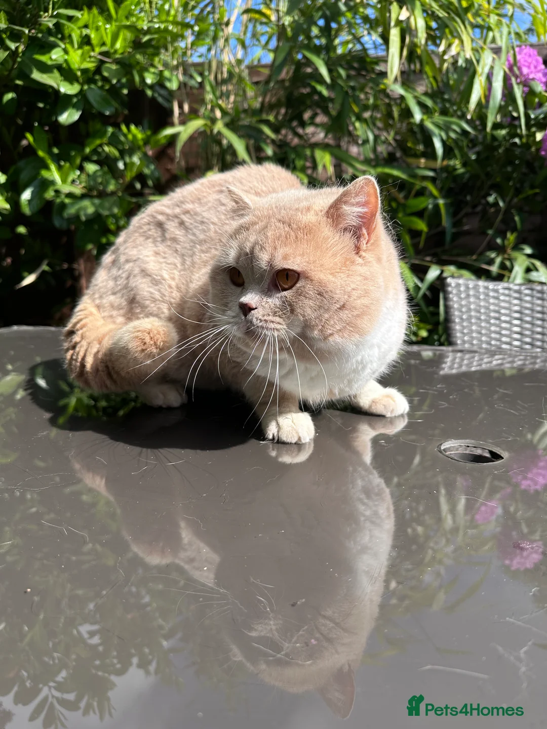 British Shorthair cats for stud: Championline Bi-Cream Boy in Northolt - Advert 5