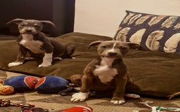 Mixed Breed dogs for sale: Blue and blue brindle staffy x bulldog  - Image 8