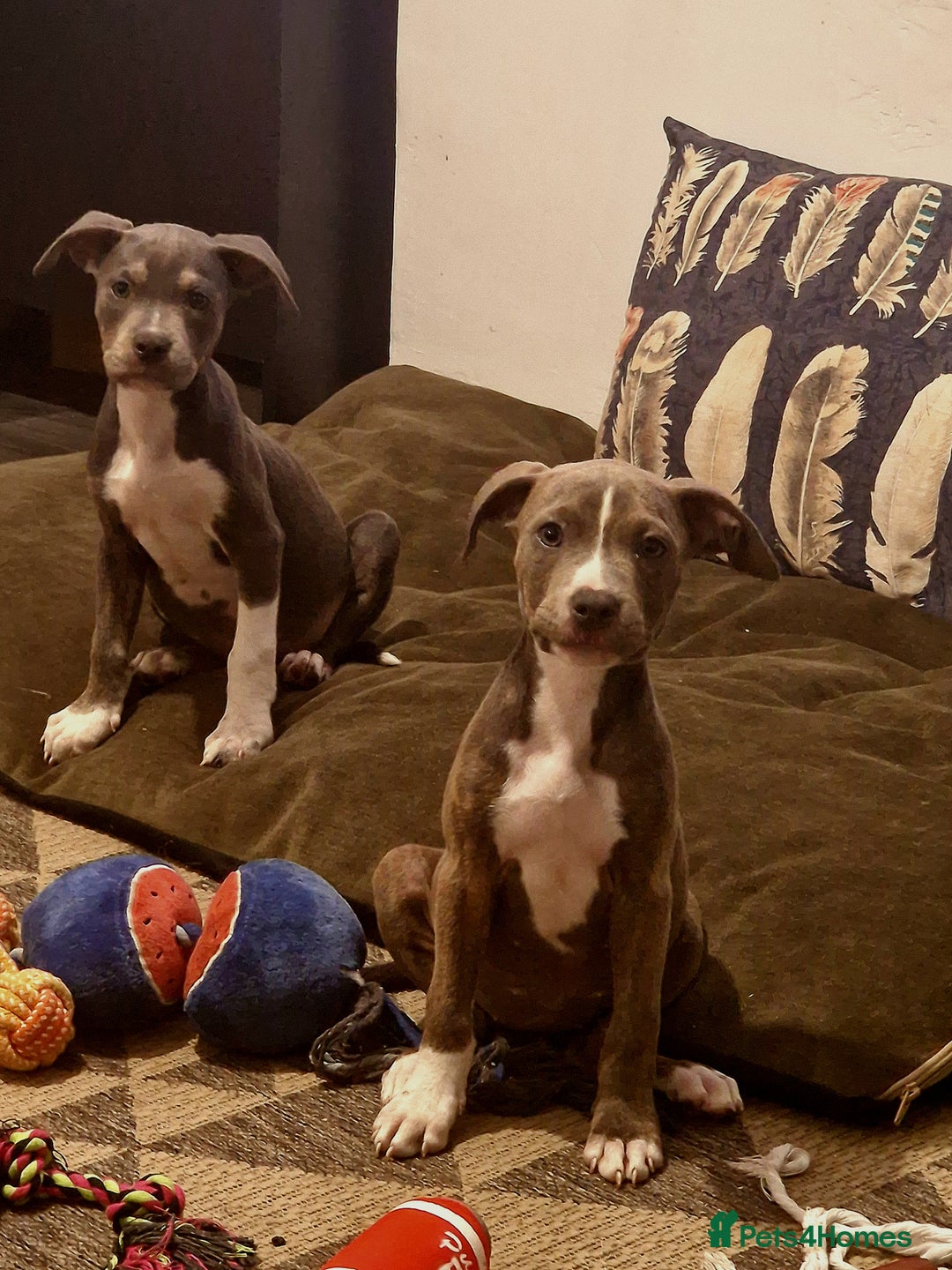 Mixed Breed dogs for sale: Blue and blue brindle staffy x bulldog  - Image 8