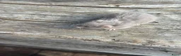 Hamster rodents for sale: Beautiful baby Syrian Hamsters Sheffield - Advert 33