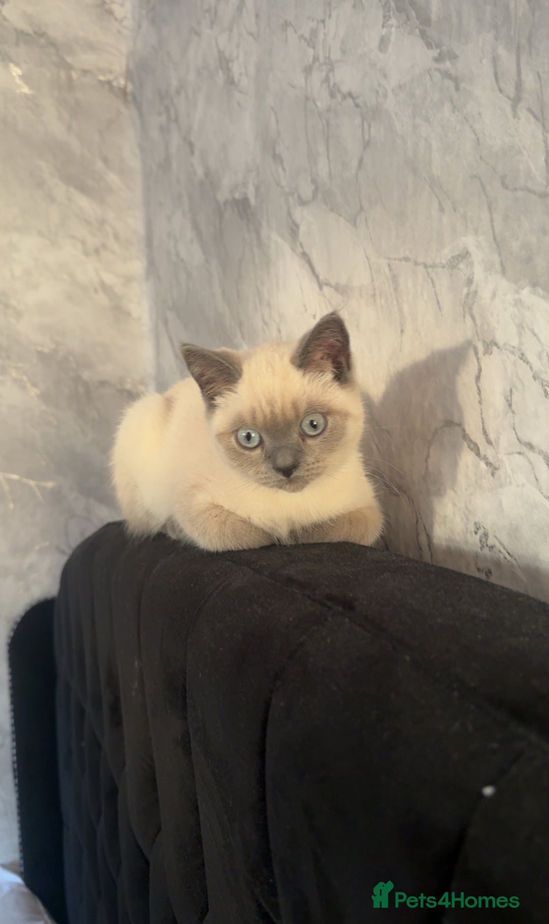 British Shorthair cats for sale: Grey british shorthair - Image 2