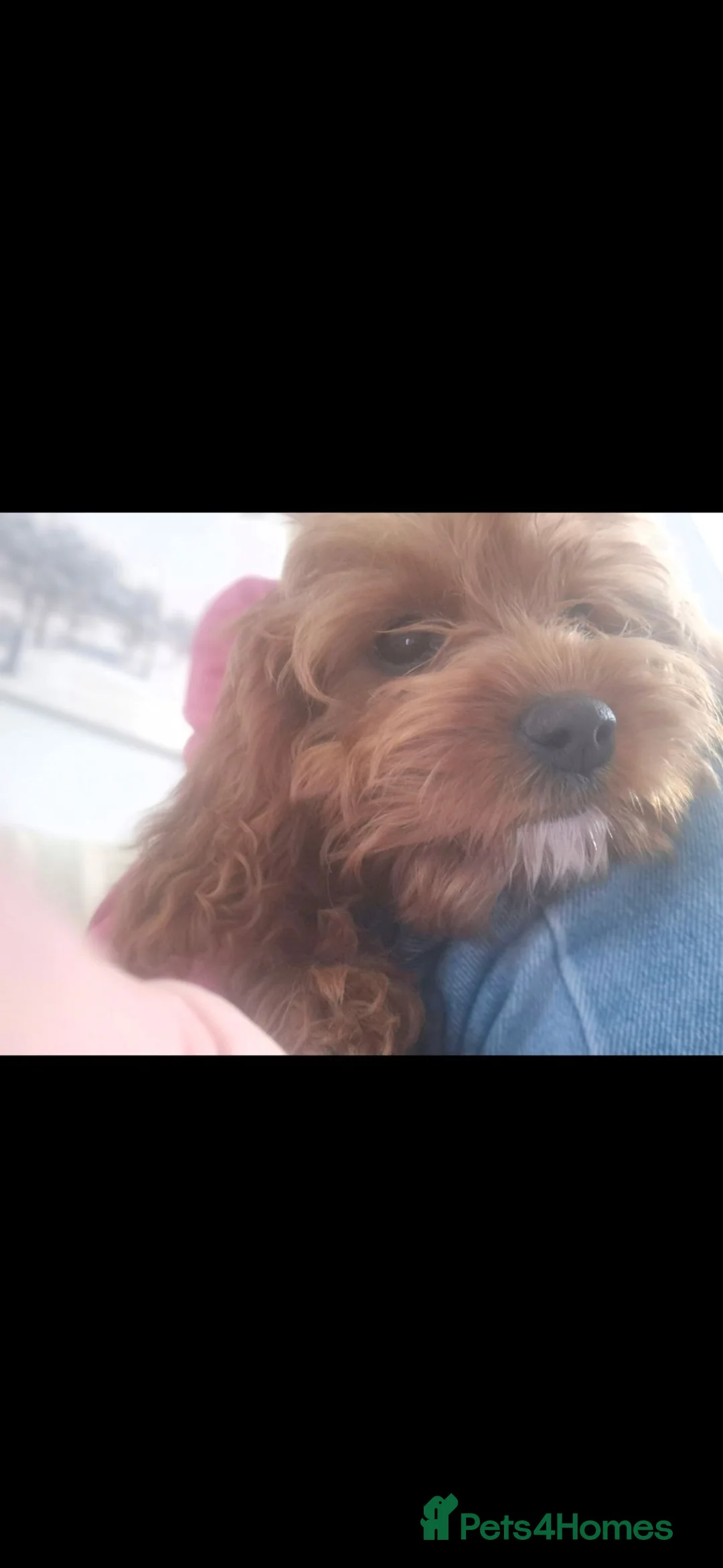 Cavapoo dogs for sale: 8 stunning Cavapoo 🐕‍🦺 puppies 🐕‍🦺 - Advert 2