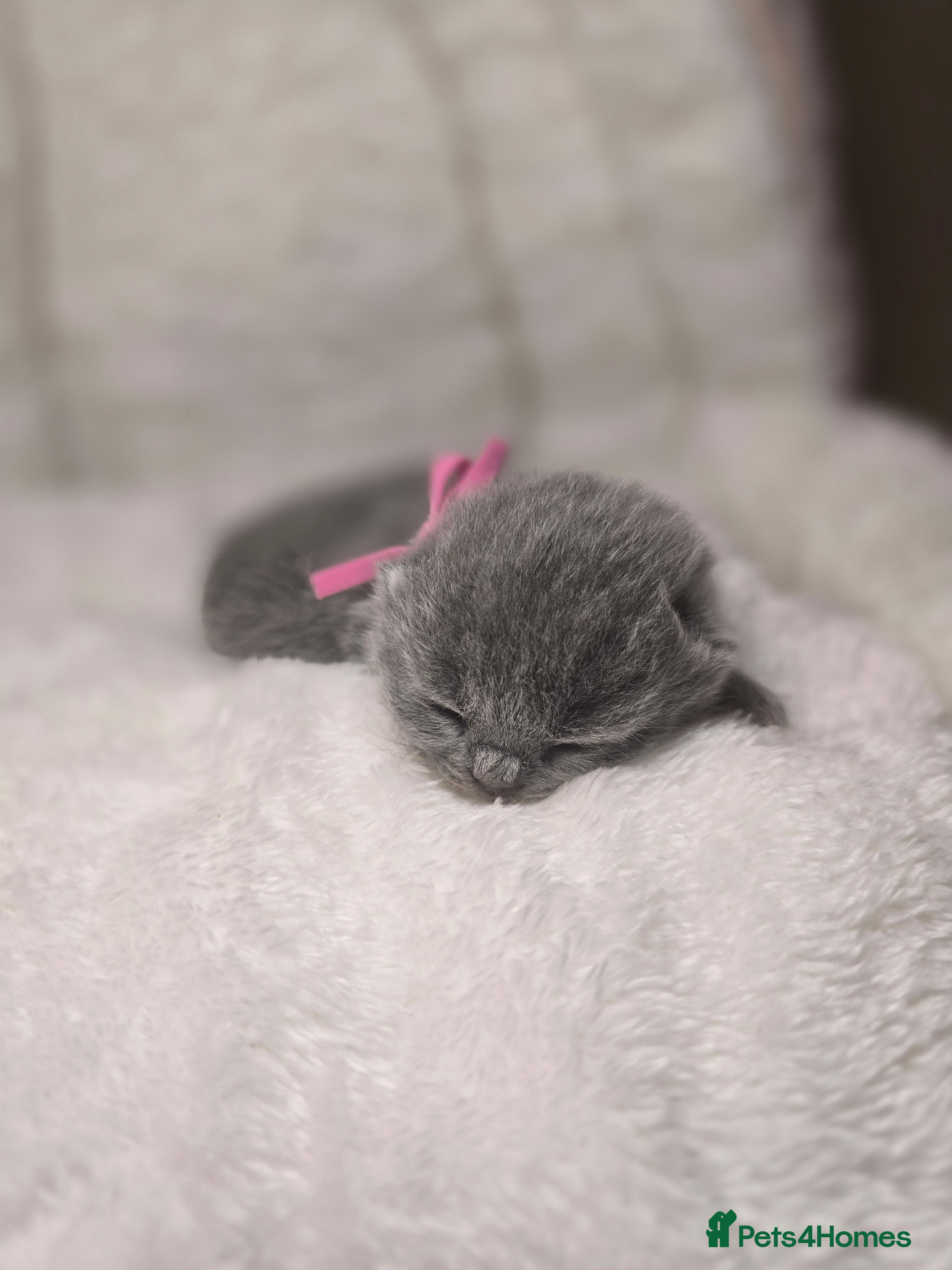 British Shorthair cats Championship Lines Bridgerton Litter - Advert 4