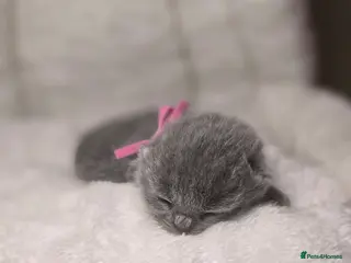 British Shorthair cats Championship Lines Bridgerton Litter - Advert 4