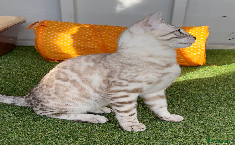 Bengal cats - Advert 1