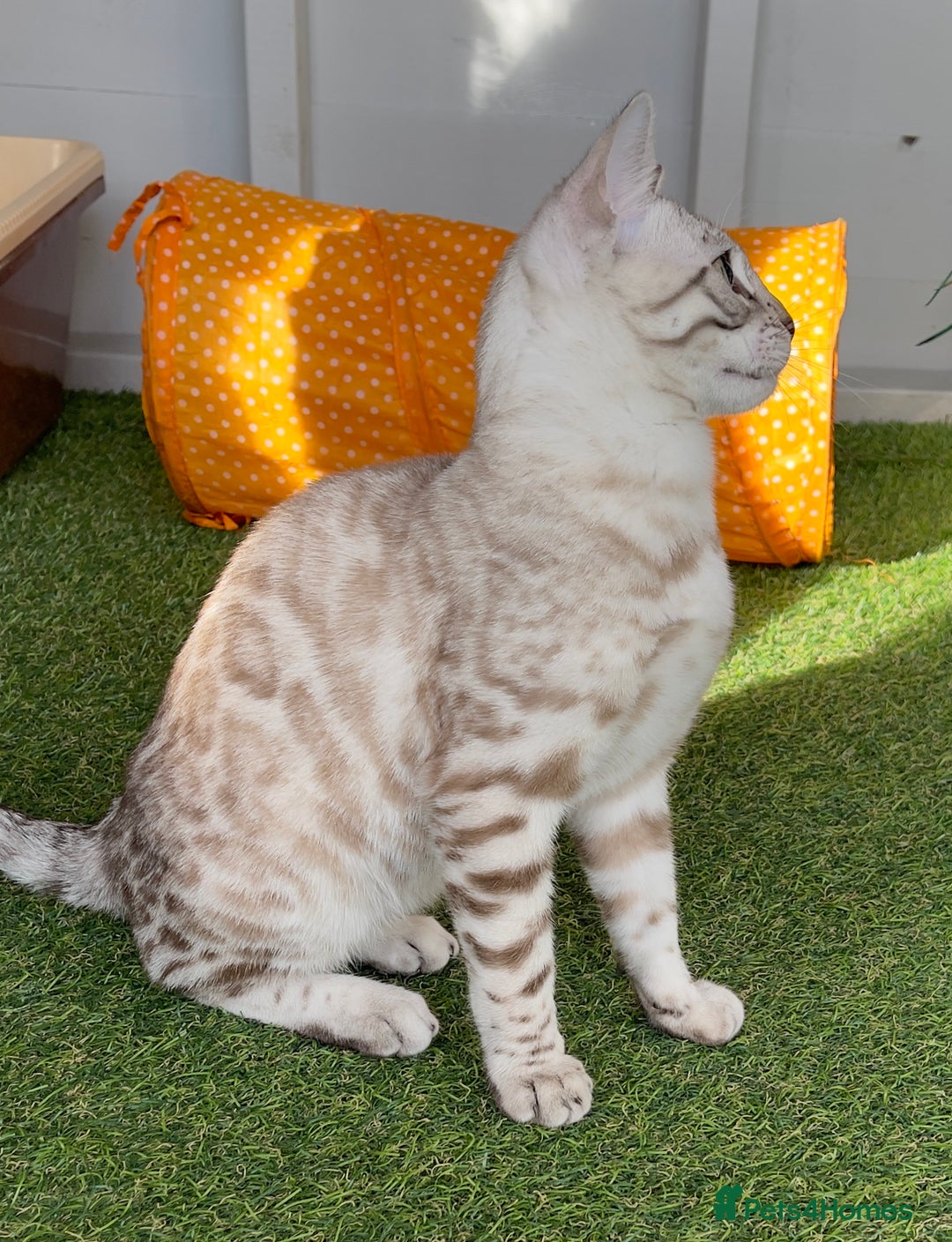 Bengal cats for sale: Sensational Seal Silver Mink Active Bengal Stud - Image 1
