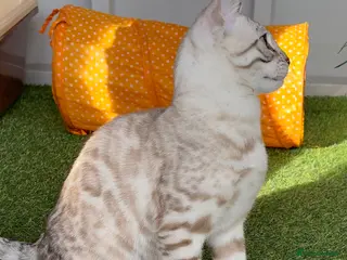 Bengal cats Sensational Seal Silver Mink Active Bengal Stud - Advert 7