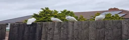 Pigeons birds for sale: White tumbler pigeons  - Advert 11
