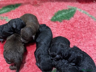 Aussiedoodle dogs Miniature Aussiedoodle Puppies 🐾 - Advert 7