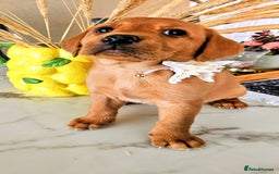 Labrador Retriever dogs for sale: Red Fox Labrador . Ready to Leave 😘 - Image 4