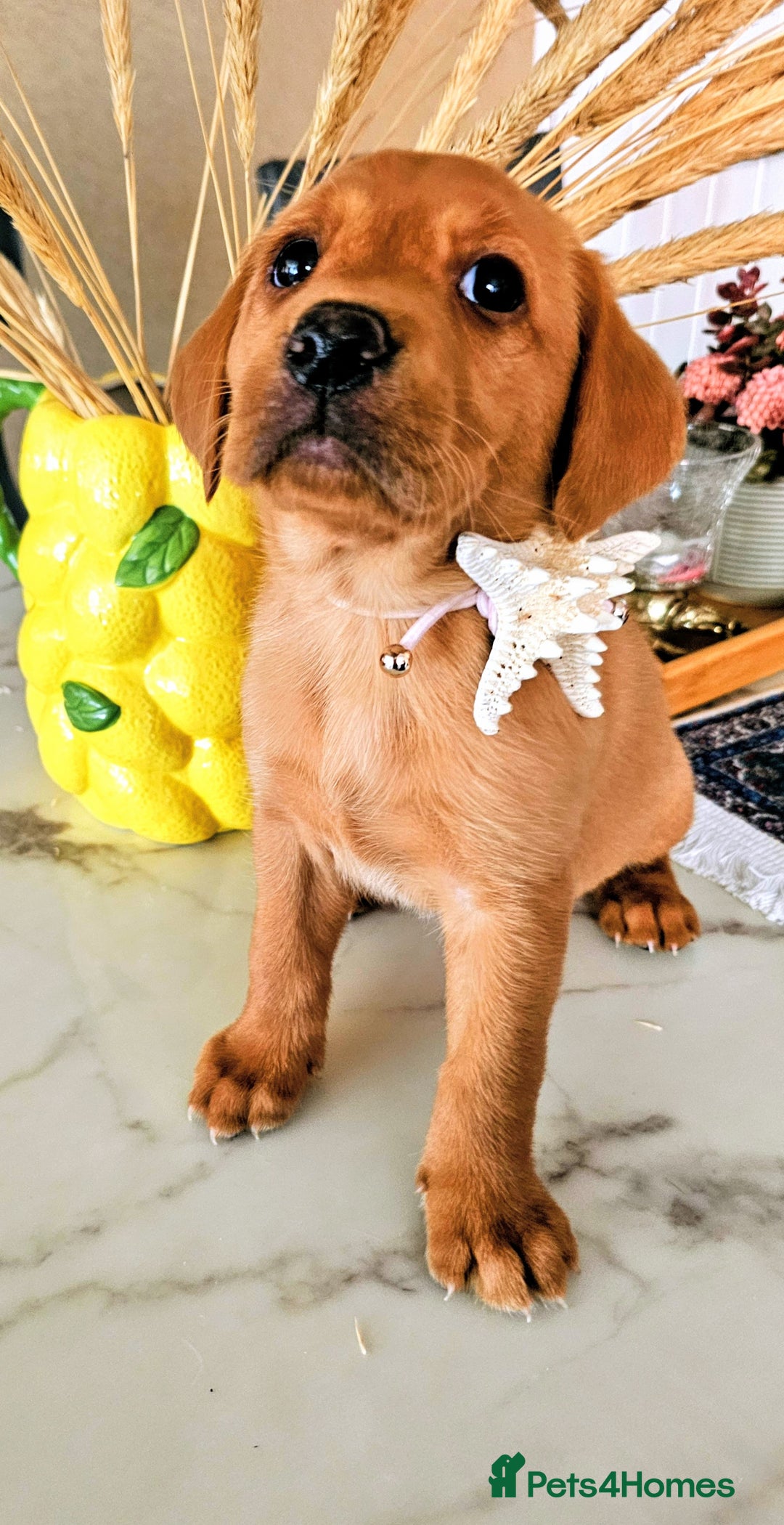 Labrador Retriever dogs for sale: Red Fox Labrador . Ready to Leave 😘 - Image 4