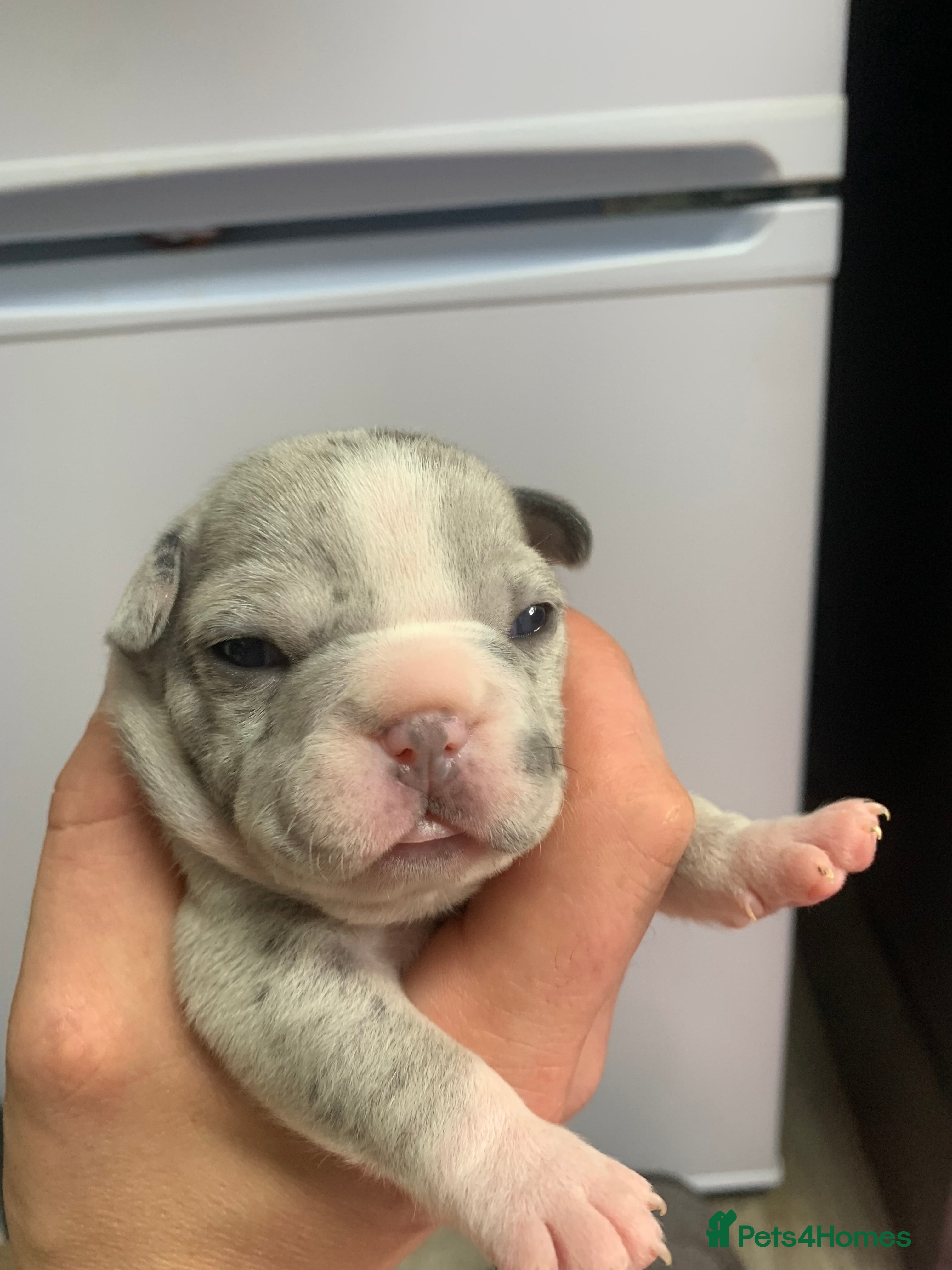 French Bulldog dogs Stunning Merle French Bulldog puppies  - Advert 2