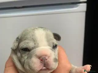 French Bulldog dogs Stunning Merle French Bulldog puppies - Advert 2