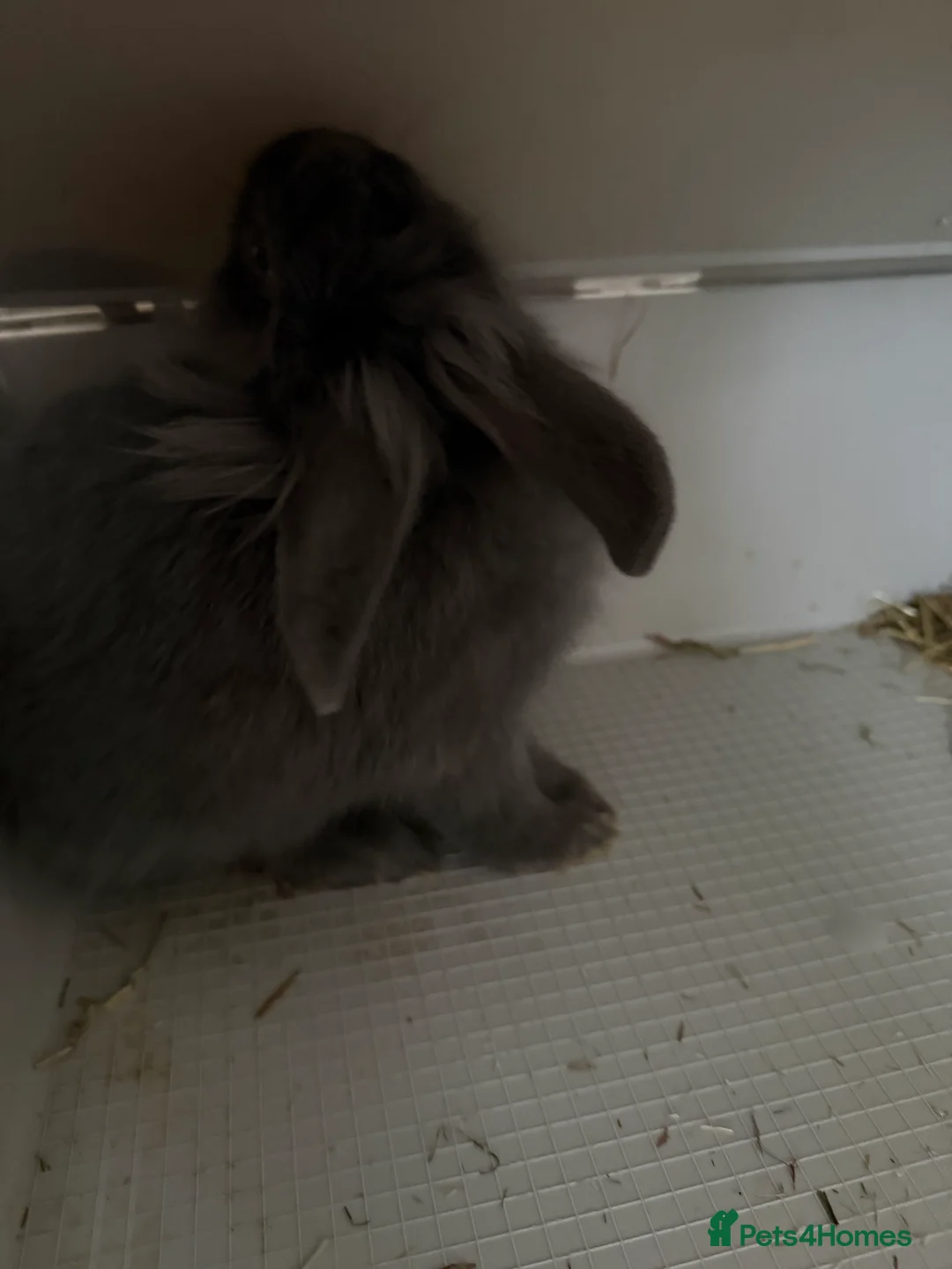 Mixed Breed rabbits for sale: Rabbit - Advert 4