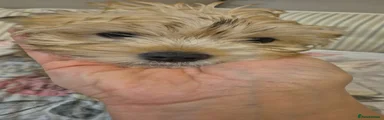 Yorkshire Terrier 1