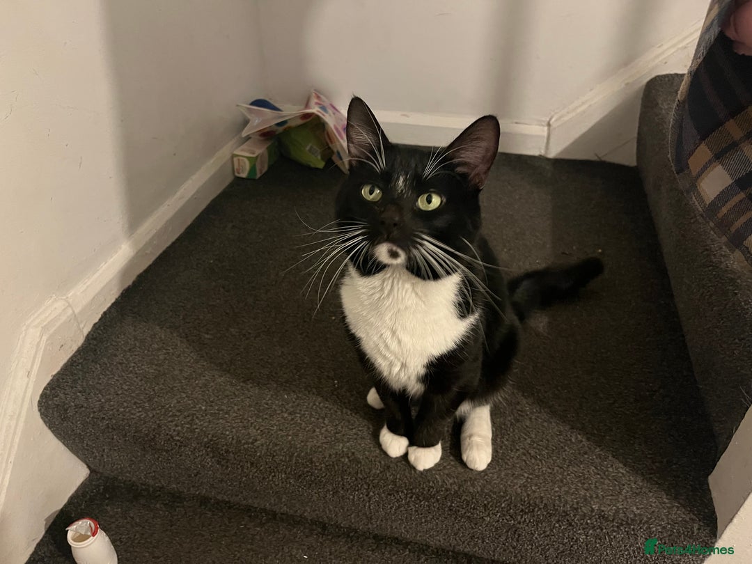 Mixed Breed cats for sale: Male, black and white, cat - Image 1