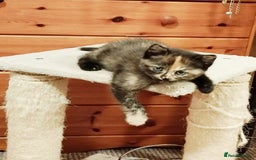Mixed Breed cats for sale: One boy and 2 girls looking for home - Image 4