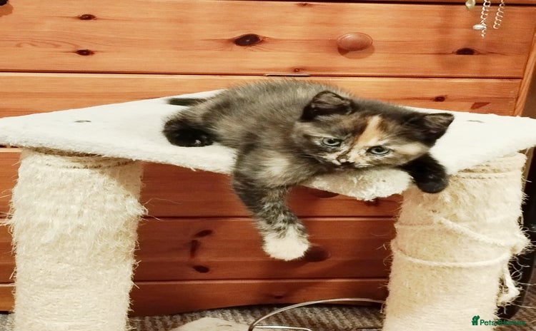 Mixed Breed cats - Advert 6