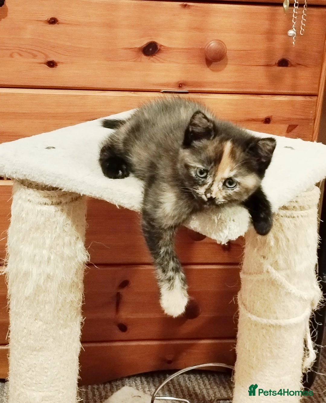 Mixed Breed cats for sale: One boy and 2 girls looking for home - Image 4