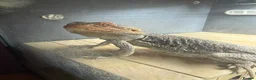 Bearded Dragon reptiles for sale: Bearded dragon  - Advert 2