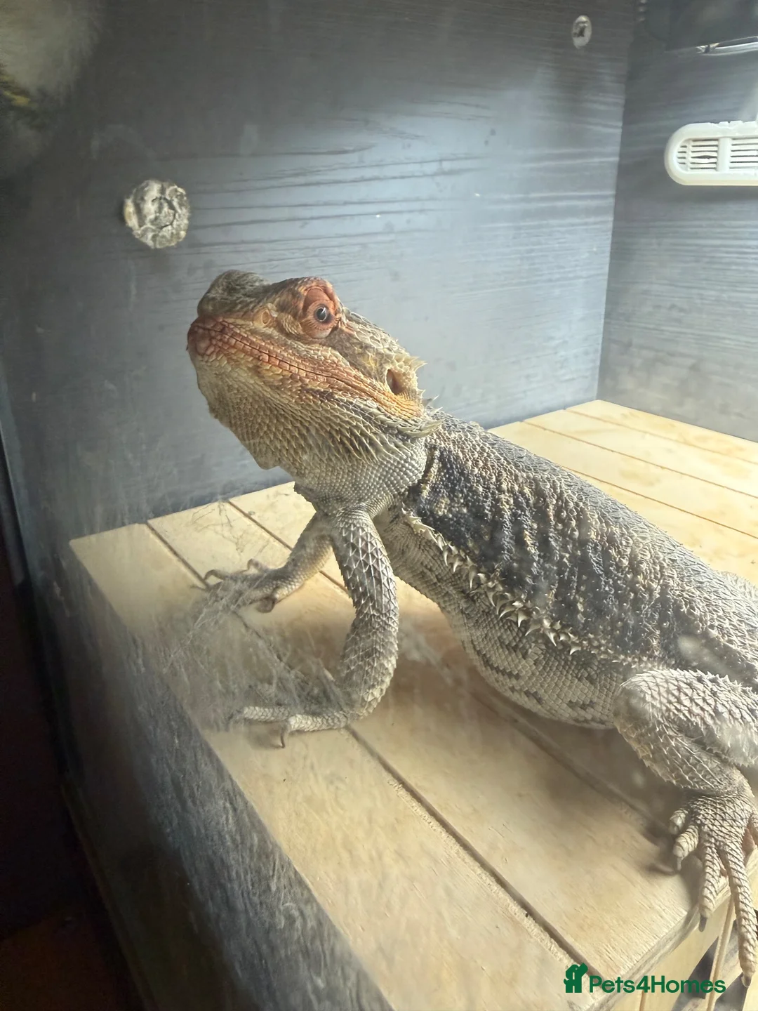 Bearded Dragon reptiles for sale: Bearded dragon  - Advert 2