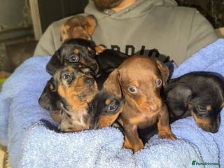 Dachshund dogs Dachshund puppies for sale - Advert 1