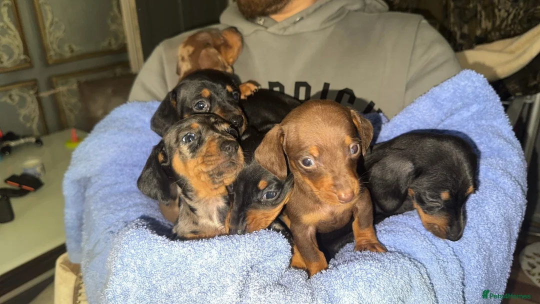 Dachshund dogs for sale: Dachshund puppies for sale - Advert 1