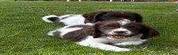 English Springer Spaniel dogs for sale: Very Well Bred Male Springer Spaniels - Advert 7