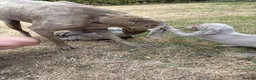 Weimaraner dogs for sale: 🐶KC Registered Weimaraner Puppies 🐶 - Advert 21