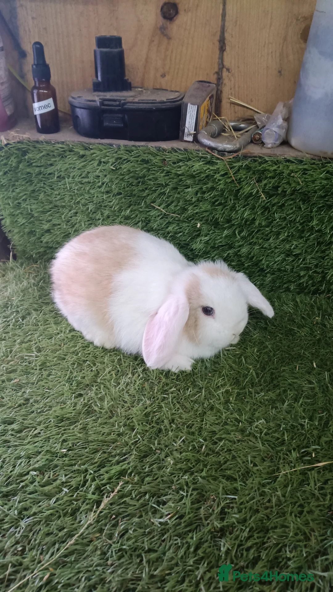 Mini Lop rabbits for sale: Pure mini lops and dwarf Papillon  - Advert 2