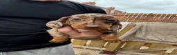 Miniature Dachshund dogs for sale: Miniature daschund puppies   in Hull - Advert 3