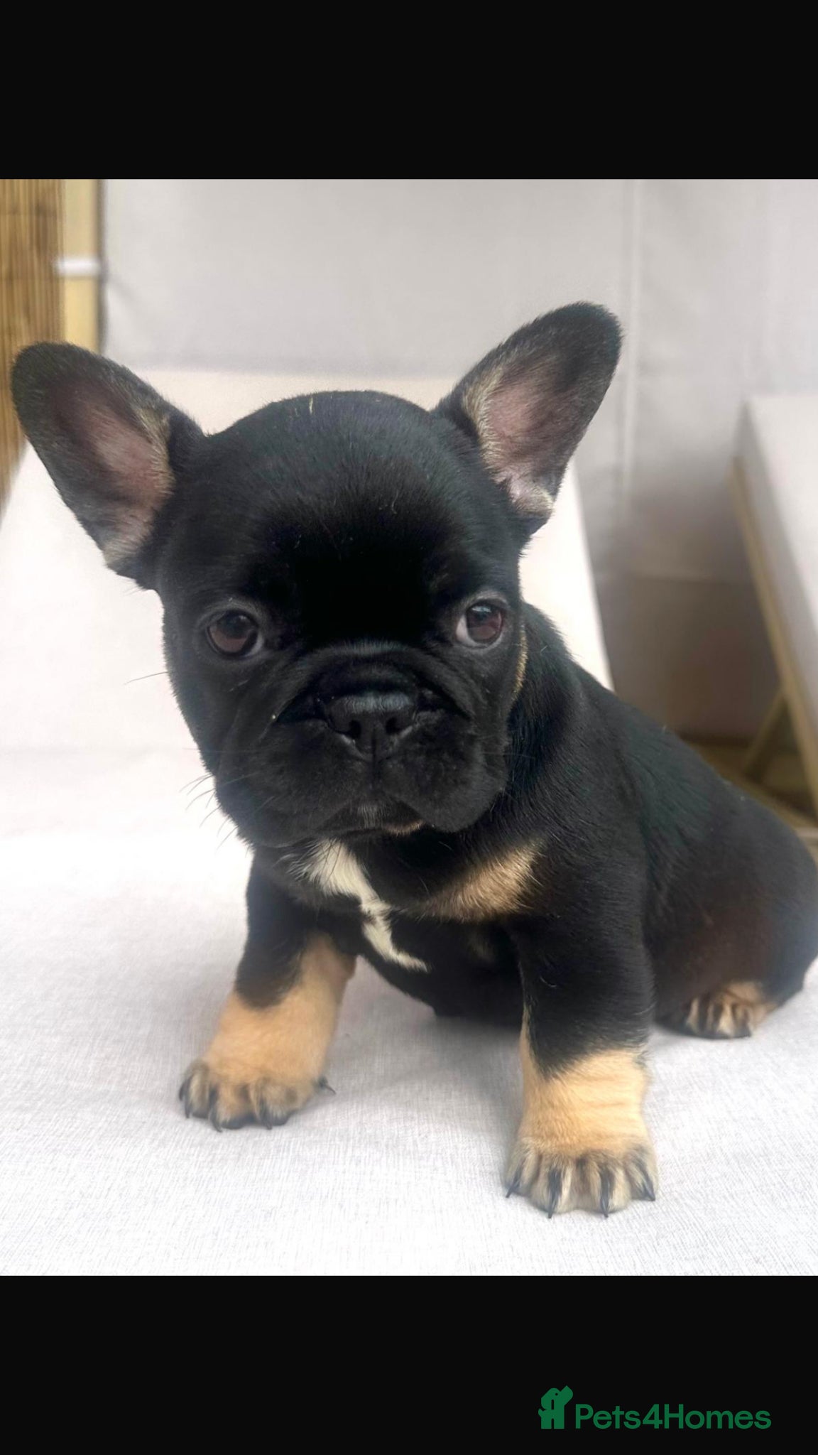 French Bulldog dogs French bulldog - Advert 2