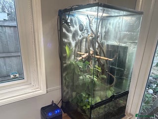 Gecko reptiles 3 mixed gold dust day geckos & 2 poison dart frogs - Advert 1