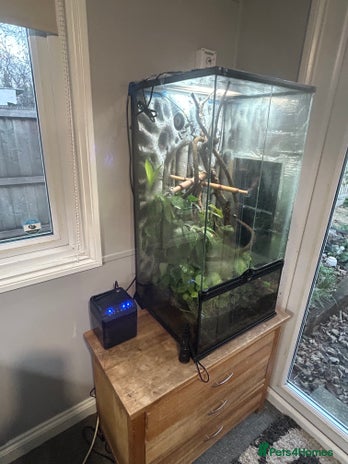 Gecko reptiles 3 mixed gold dust day geckos & 2 poison dart frogs - Advert 1