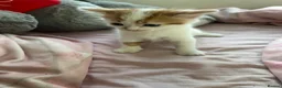 Mixed Breed cats for sale: Babies looking for lifetime homes  in Birmingham - Advert 7