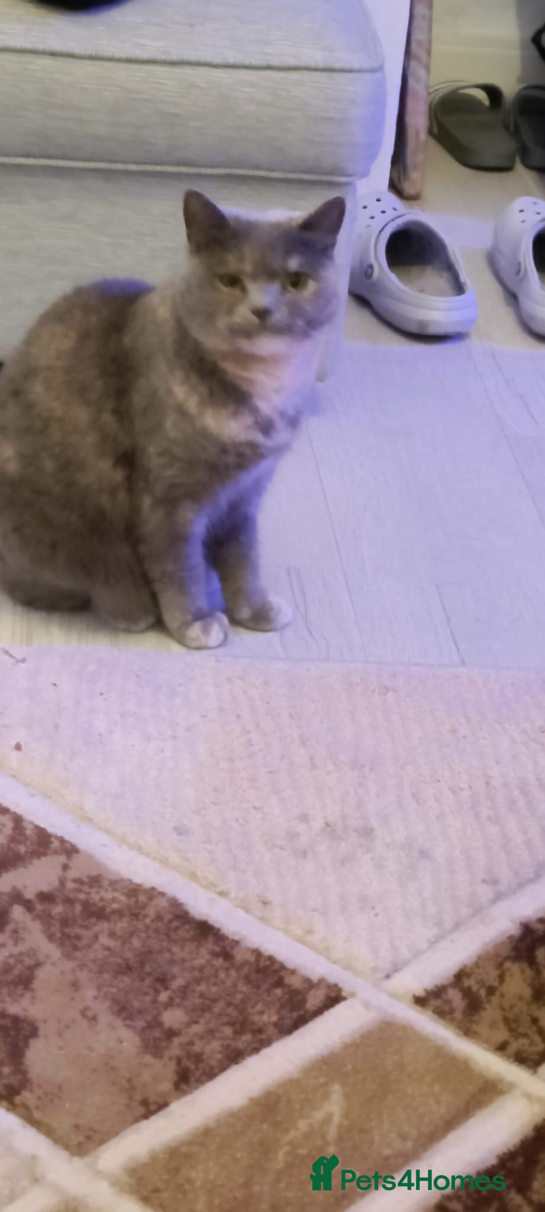 Persian cats for sale: Persian blue - Advert 5