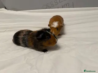 Guinea Pig rodents 2 MALES GUNEA PIGS - Advert 13