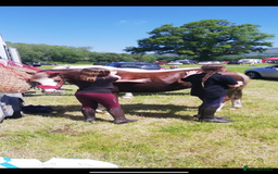 Welsh Section B horses for sale: 🎀Bunbury Zianna aka Annie 🎀 - Image 13