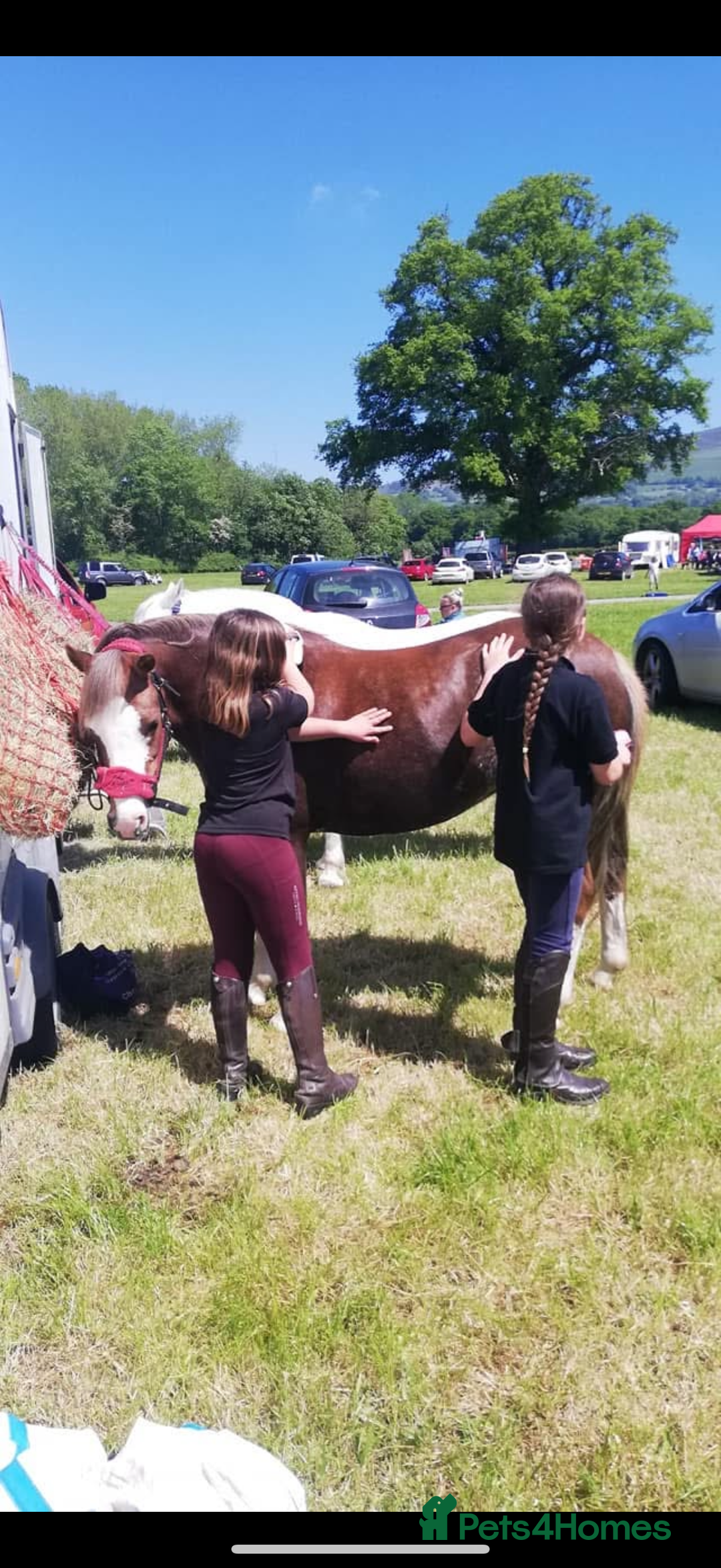 Welsh Section B horses for sale: 🎀Bunbury Zianna aka Annie 🎀 - Image 13