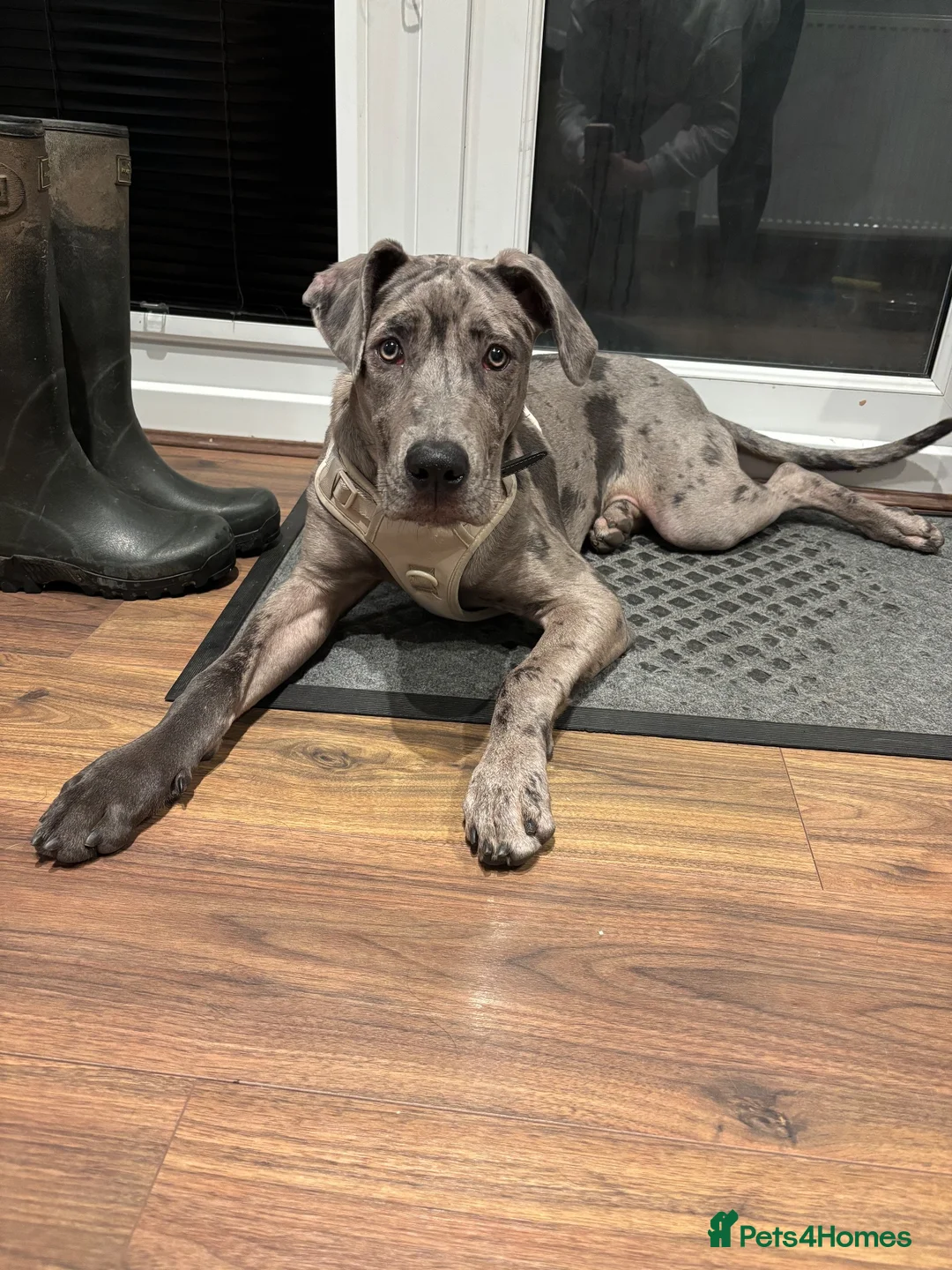 Mixed Breed dogs for sale: 10 Month Female Rhodesian Ridgeback Cross - Advert 2