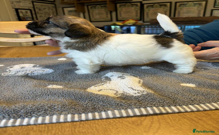 Jack Russell dogs - Advert 10