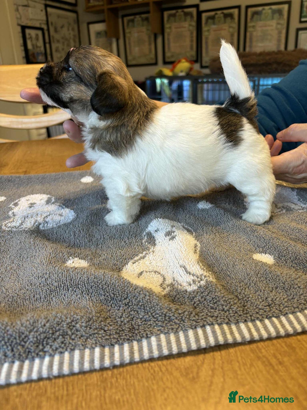Jack Russell dogs for sale: Pedigree Jack Russell Terriers - Image 3