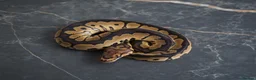 Python Snake reptiles for sale: Ball python  in Gosport - Advert 3